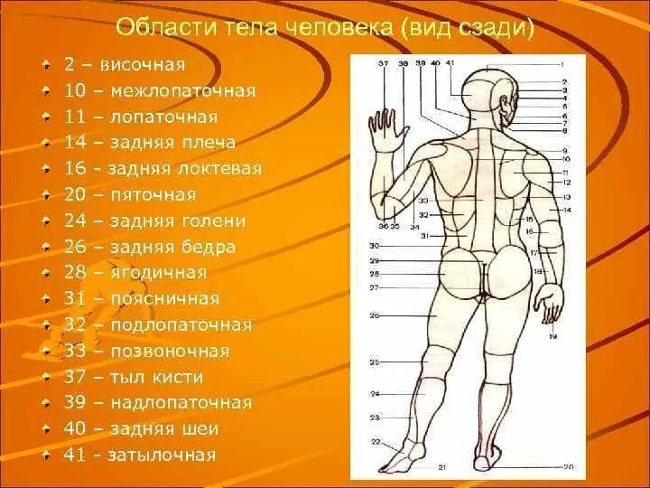 Наименование частей тела человека криминалистика. Области туловища человека.