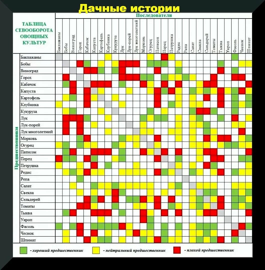 Соседи перца на грядке в открытом грунте