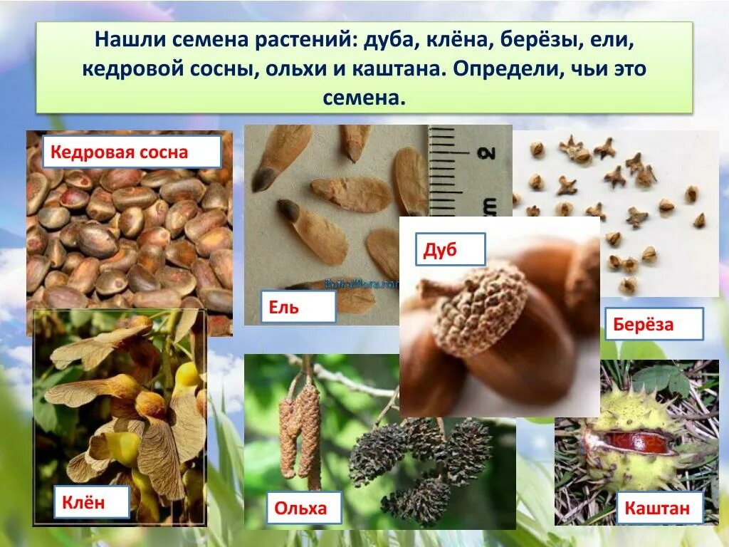 Выберите растения семена которых используют. Семена растений. Семена разных растений. Семена растений с названиями. Чьи семена.