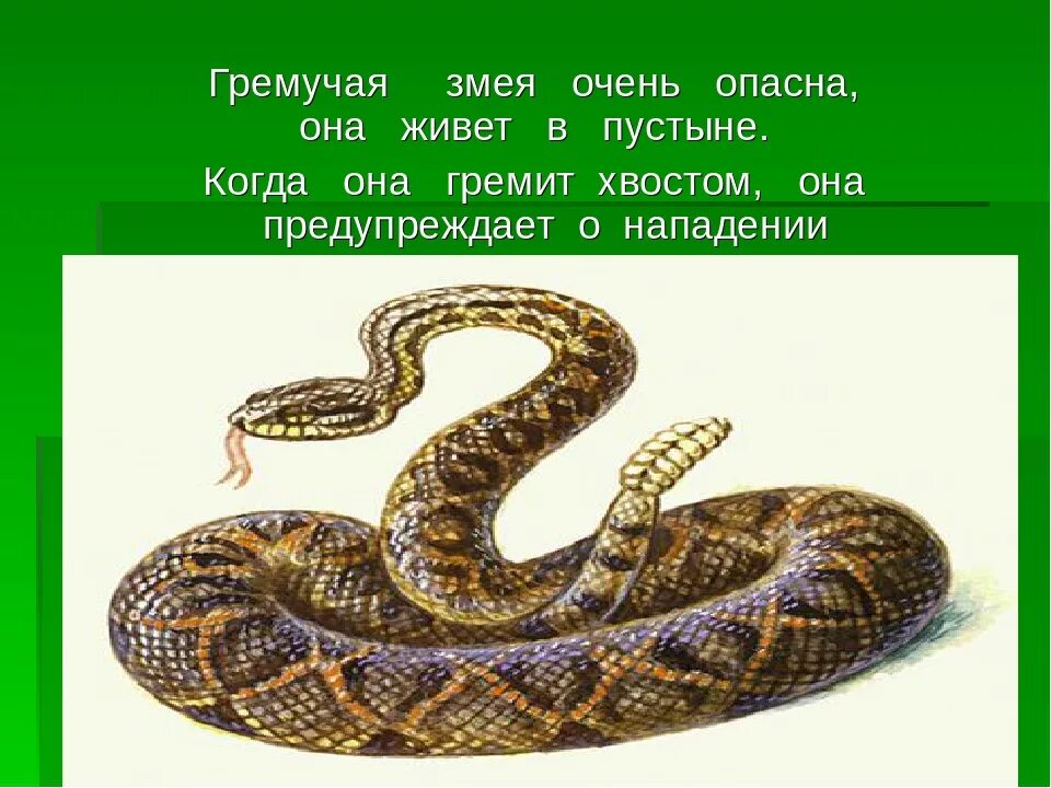 Сообщение про змею. Гремучник змея. Змеи презентация. О змеях для детей. Описание змей.