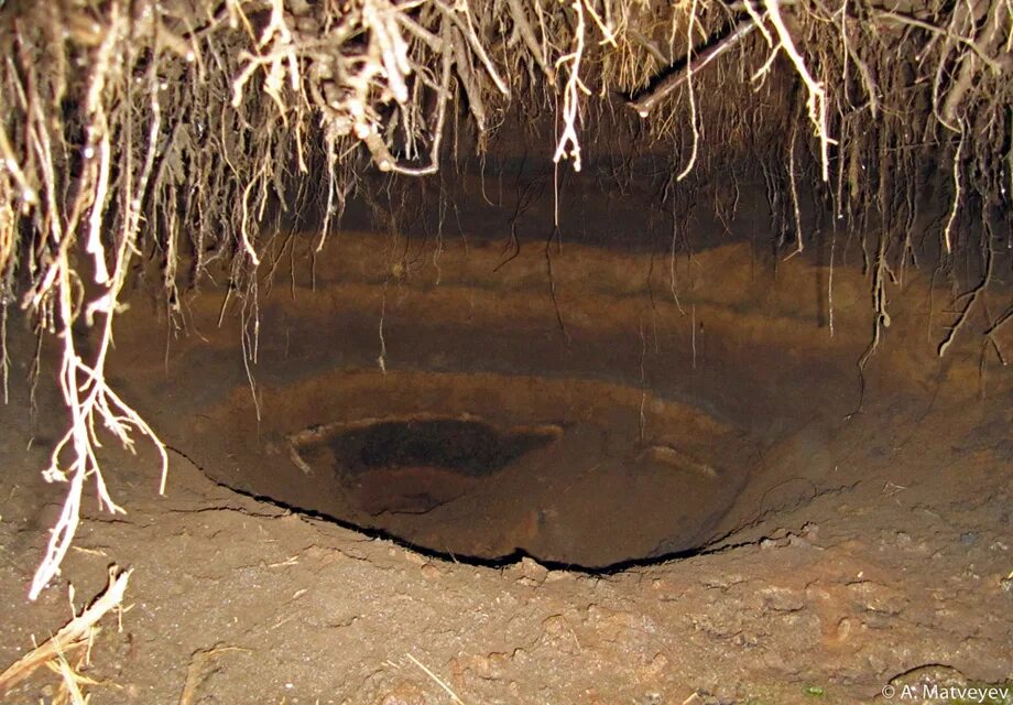 Как выглядит берлога. Медвежья берлога в лесу. Берлога медведя изнутри. Бурый медведь в берлоге зимой. Берлога бурого медведя изнутри.