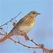 Птицы Оренбурга / The birds of Orenburg Flickr