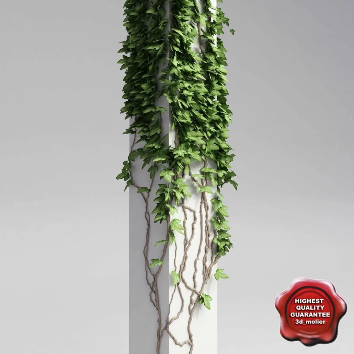 Ivy model