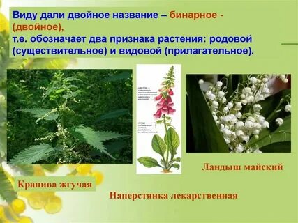 Чем удобны двойные названия предложенные