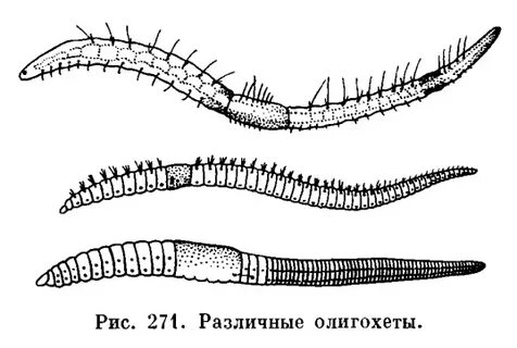 Щетинки червей