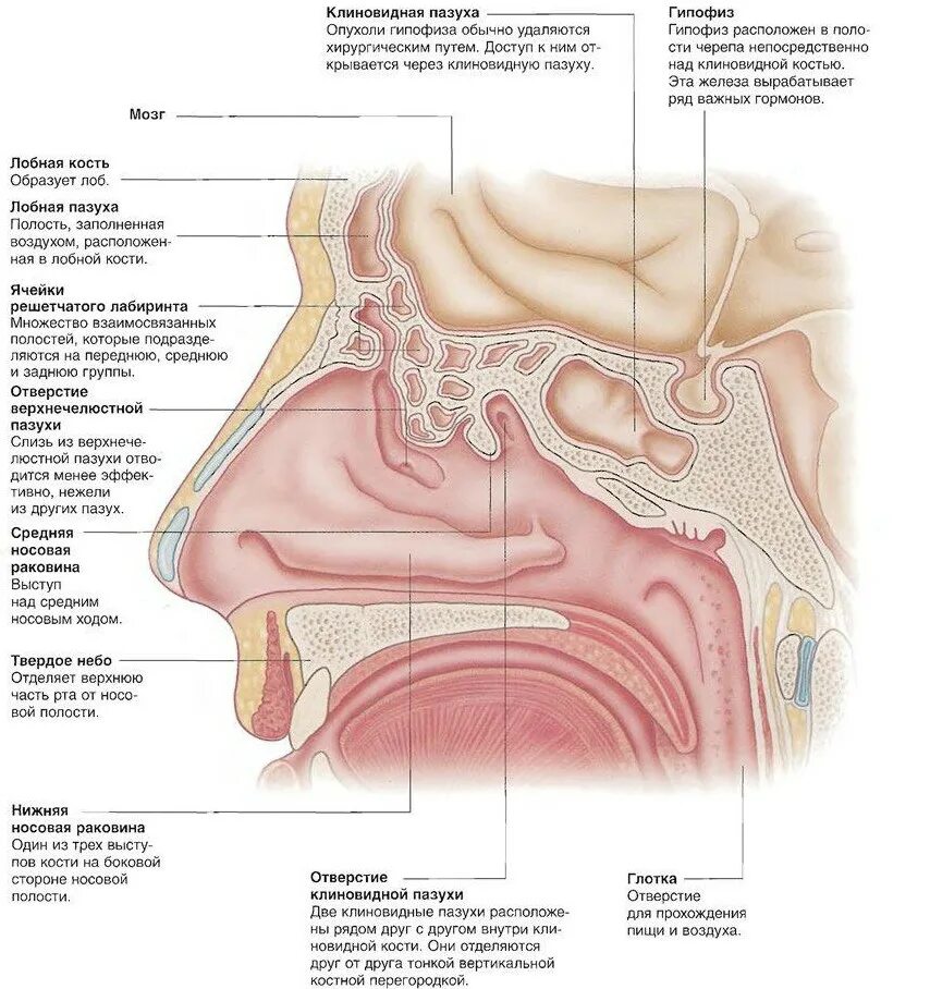Придаточные пазухи носа анатомия. Схема строения носа и пазух. Строение пазух носа и носоглотки. Анатомия носовых пазух и ходов. Схема строения носа и пазух.