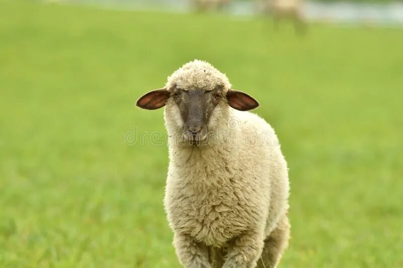 Выражение овца победила лен. Овца ест траву в полный рост. юля овца. sheep domestication.