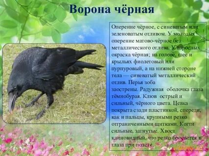 Вороны и их характеристика