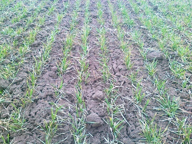 Всходу поля озимой пшеницы. Овес почва. Овес почва. Овес яровой боррус. Овсюг обыкновенный.