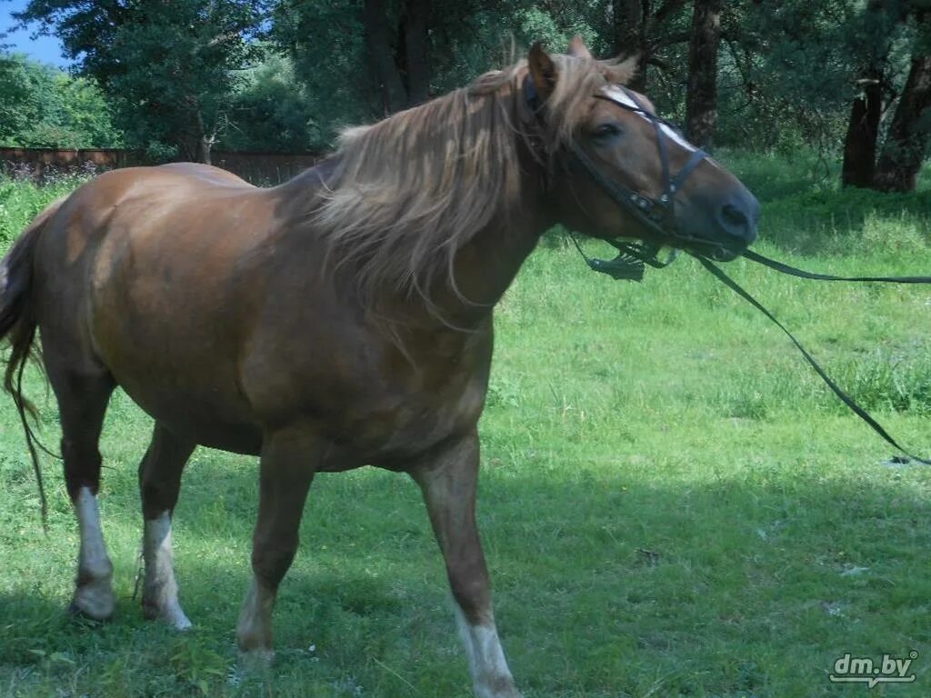 Кобыла каховка красноярского гау племферма. Купить коня в рб. Купить купить лошадь в быхове белоруссия. Лошадей гомельская область. 000 за 20.