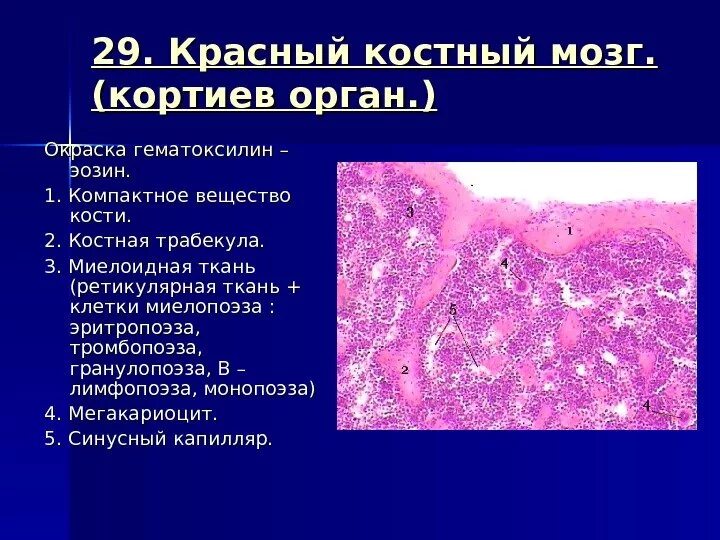 Картинки СТРОЕНИЕ КОСТНОГО МОЗГА ГИСТОЛОГИЯ