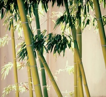 Bamboo demo