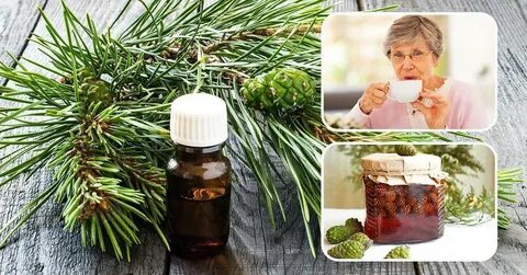 Сосновая хвоя применение