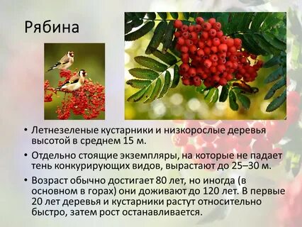Цитаты про рябину