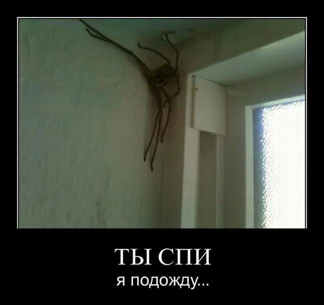 Глуп совсем кто не. Паук на потолке. Паук на стене. Большие пауки в углах комнаты. Огромный паук на потолке.