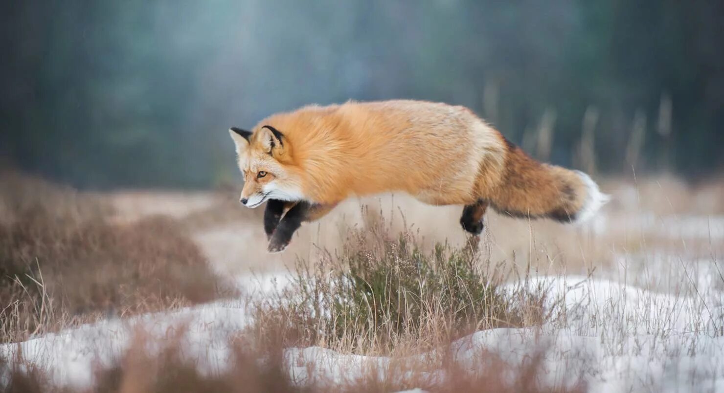 Охота на лис. Лиса. Лиса охотится. Лиса в прыжке. Охота лисы.