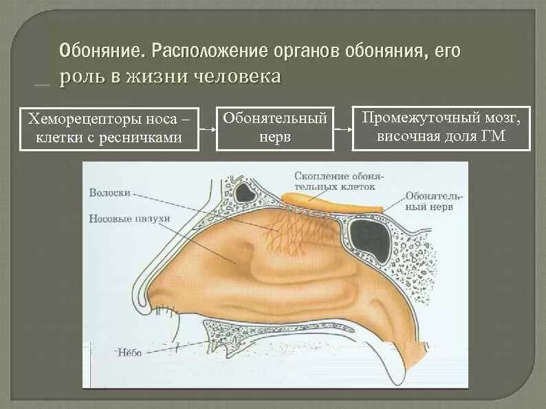 Строение органа обоняния человека схема. Обонятельный анализатор нос. Структура органа обоняния. Строение носа обоняние. Обонятельный канал