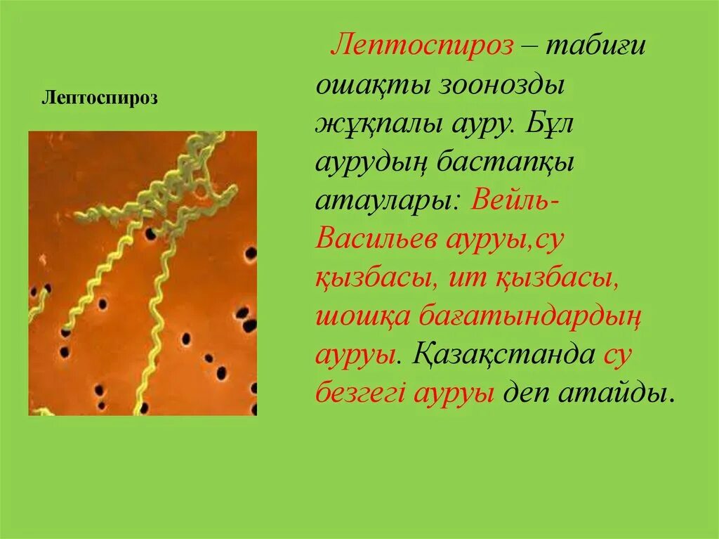 Лептоспироз это что за болезнь. Лептоспироз презентация. Лептоспироз животных возбудитель. Лептоспироз пути заражения.