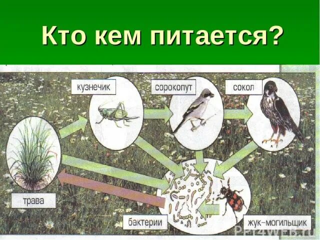 Цепь питания луга 5 класс биология. Схема круговорота веществ на лугу. Кто кем питается. Круговорот веществ на лугу. Схема круговорота веществ на лугу рисунок.