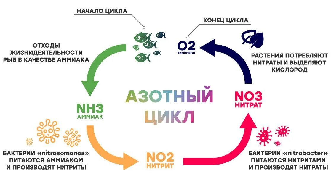 Какие изменения могут произойти в аквариуме. Азотный цикл в аквариуме формула. азотный цикл в аквариуме для начинающих. нитратный цикл в аквариуме. цикл нитратов в аквариуме.