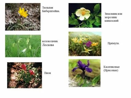 Растения и животные краснодарского края