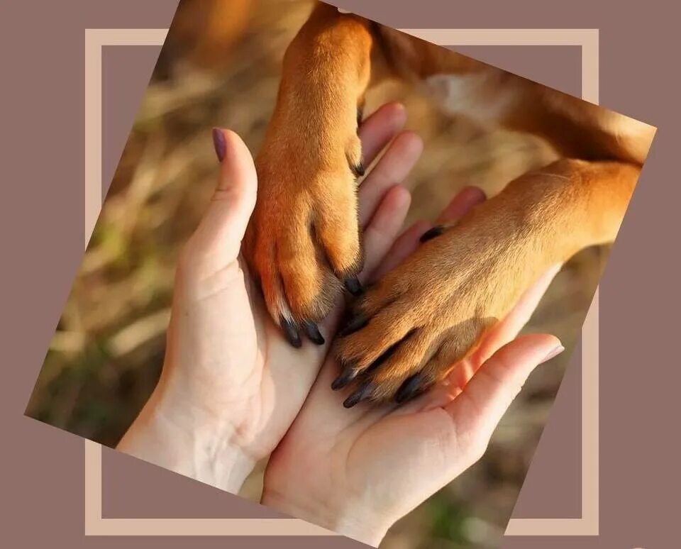 преданные лапы. человек с собакой. рука и лапа собаки. собачья лапа в руке человека. преданные лапы.