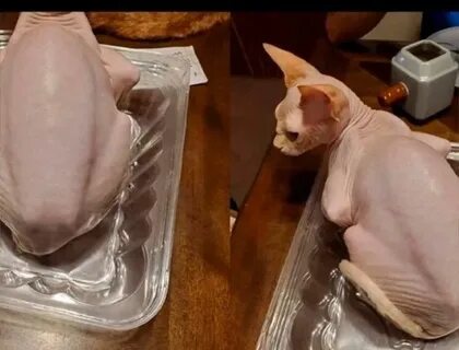 Можно ли кошкам мясо курицы