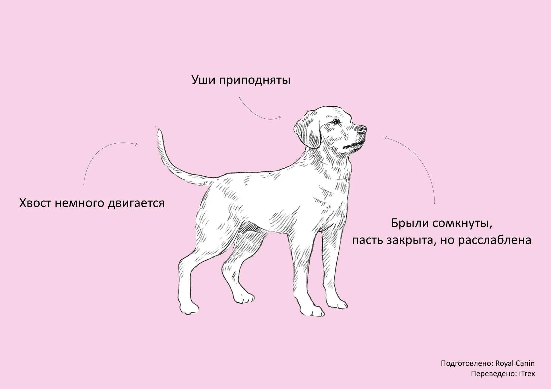 Как понять что у собаки проблемы. Язык тела собаки. как понять собачий язык. язык жестов собак. собака говорит.