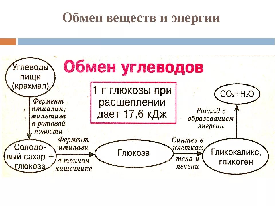 Обмен веществ человека биология. Схема обмена веществ и энергии в организме человека. Схема обмена веществ в организме 8 класс. Обмен веществ метаболизм схема. Метаболизм схема 8 класс.