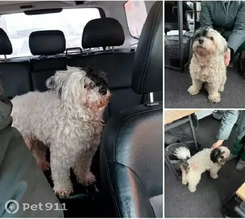 Pet 911