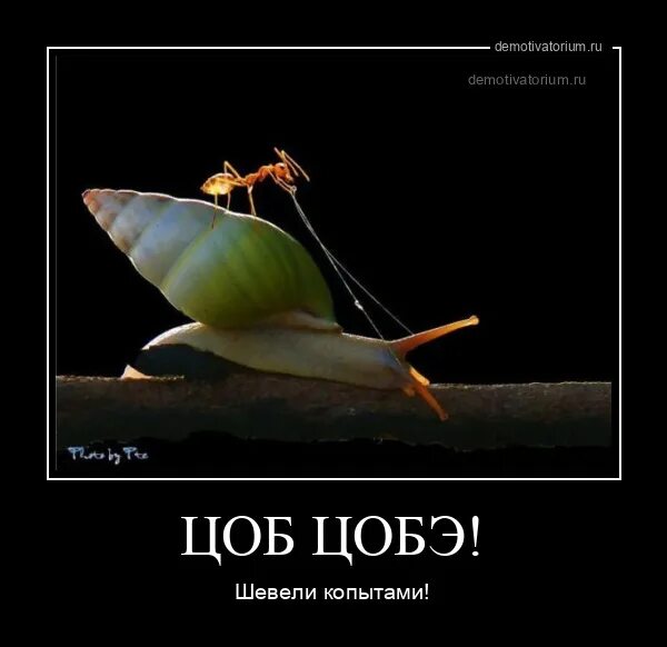 Муравьи демотиваторы. Цоб цобе. Кавказская пленница 25 баранов. Цоб цобе. Сервисы оцо.