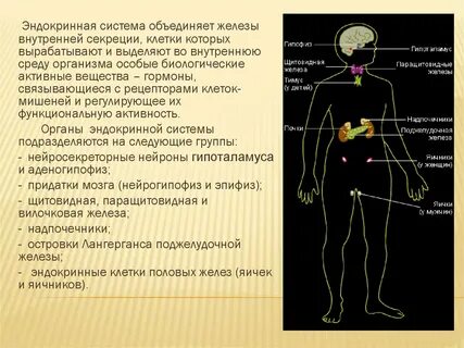 Желез внутренней секреции выделяют
