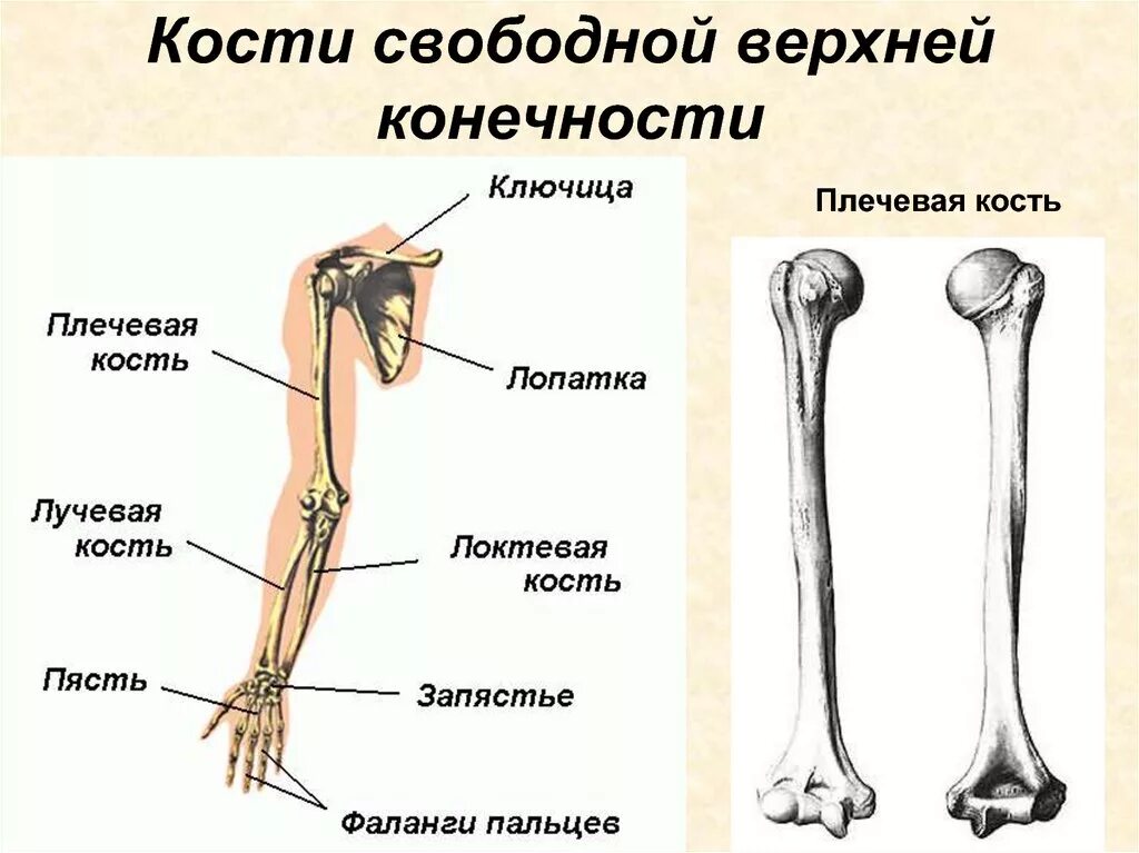 Сколько конечностей верхних конечностей. Отделы трубчатой плечевой кости. Кости верхней конечности вид спереди. Пояс верхних конечностей скелет, соединение костей, мышцы. Кости скелета свободной верхней конечности.