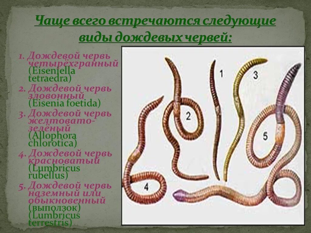 Кольчатые черви Малощетинковые дождевой червь. Дождевые черви класс Малощетинковые. Типы малощетинковых червей. Кольчатые ленточные черви.