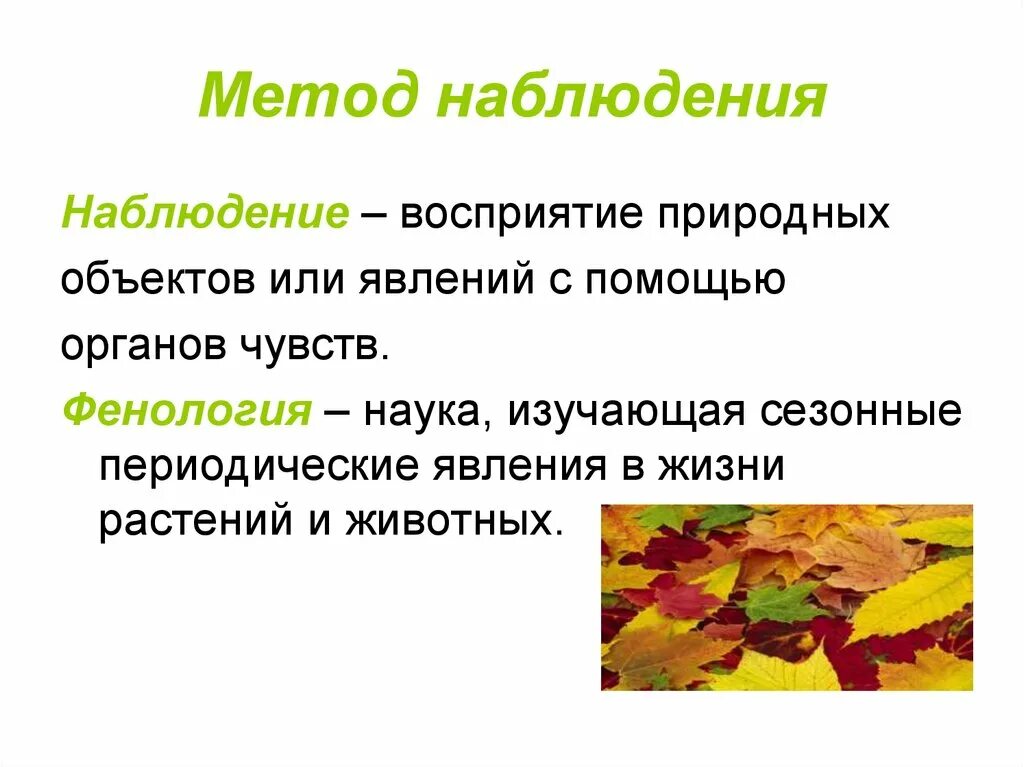 Фенологические в жизни растений. Фенология это наука. Фенологические исследования в природе. Наблюдение метод исследования в биологии. Методы наблюдения природы.