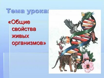 Системой принято называть