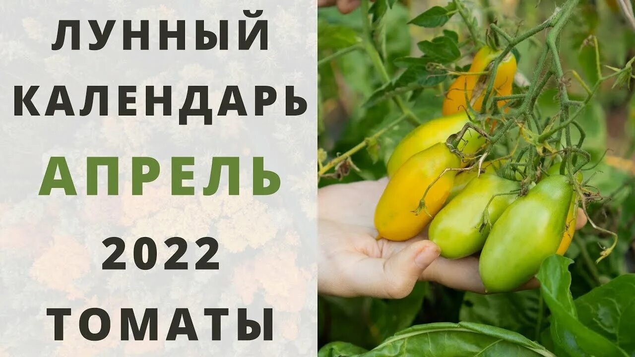 Посадить помидоры по лунному календарю 2024. Посадка огурцов на рассаду в 2023 апрель май. Рассада огурцов в мае 2023. Благоприятные дни для посадки помидор 2022. Огурцы посеять на рассаду в мае 2023.