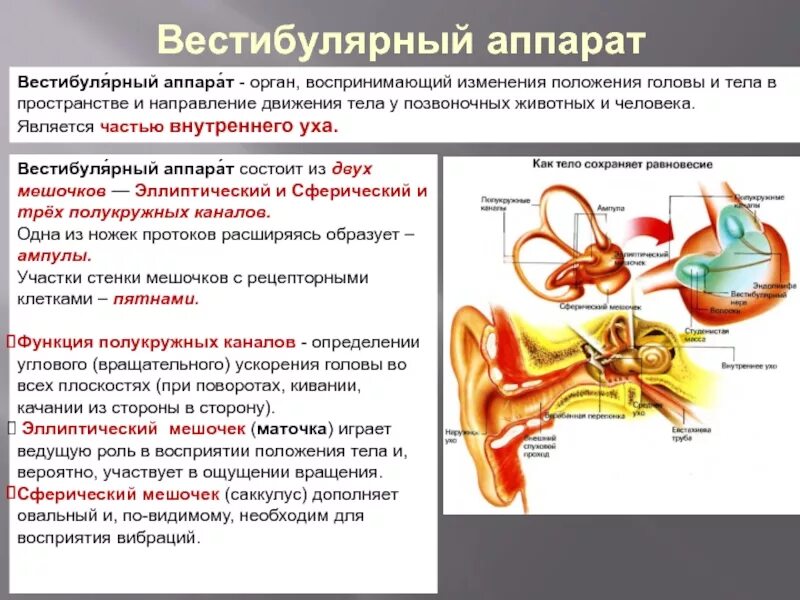 Строение уха полукружные каналы. Мешочки внутреннего уха. Строение внутреннего уха отолитовый аппарат. Вестибулярный аппарат внутреннего уха строение. Маточка и мешочек внутреннего уха.