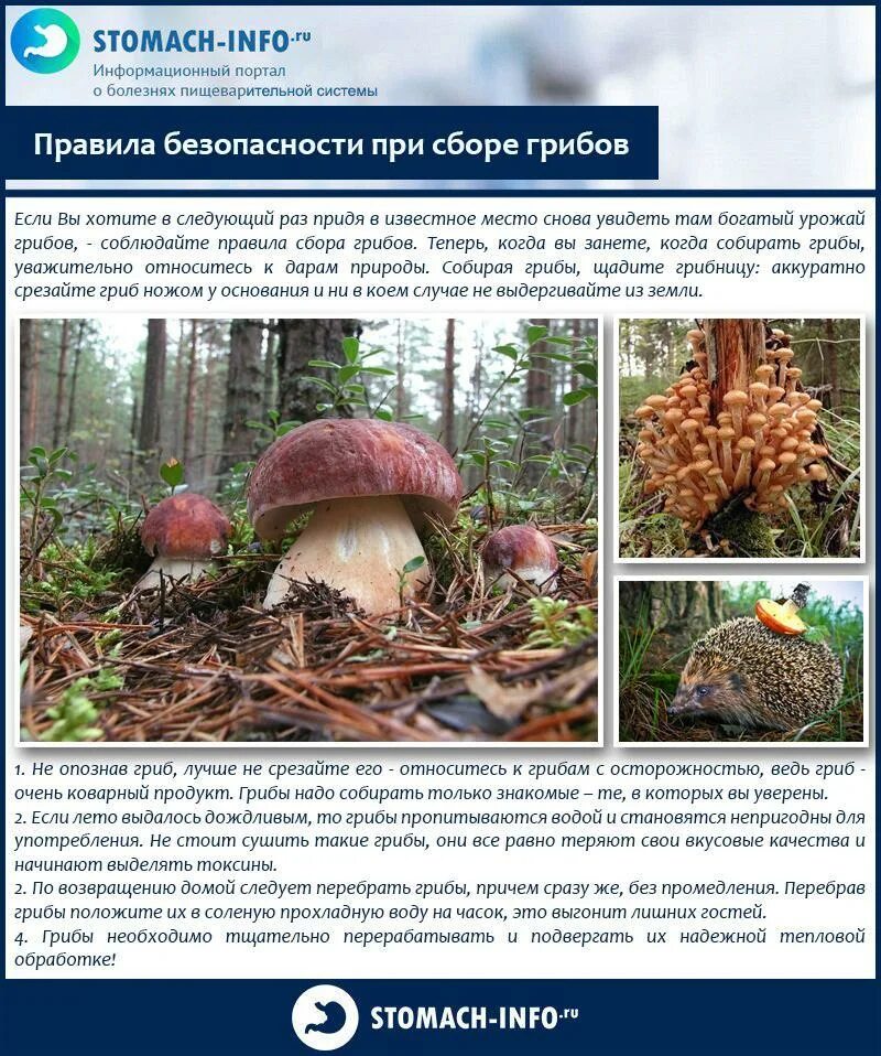Собирать грибы перевод на английский. Когда какие грибы собирать. когда надо собирать грибы. когда нужно собирать грибы летом.