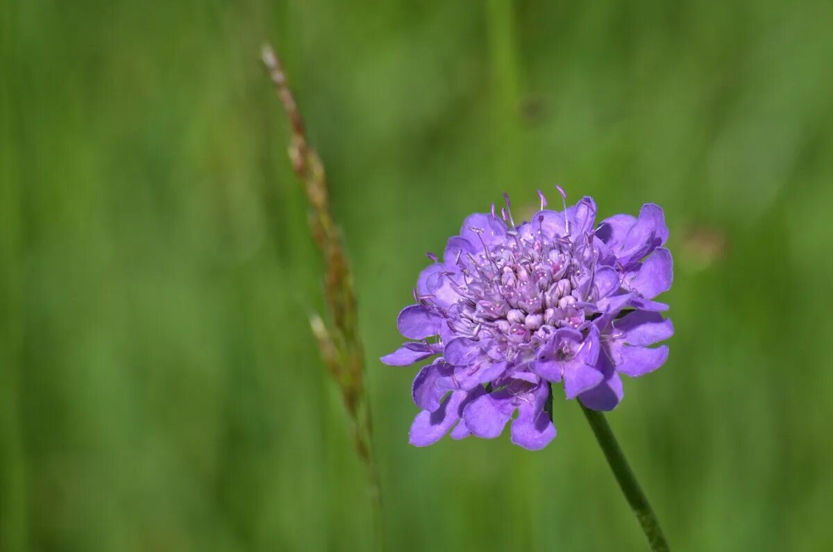 Purple pointed bss