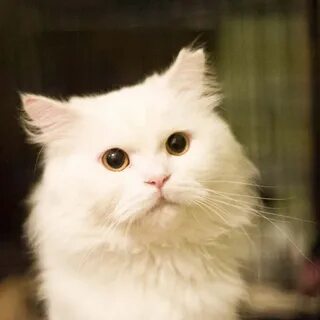 Кот макс