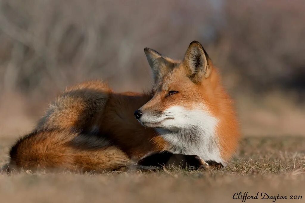 -Лая лиса. Red Fox модель. Red Fox Cliff женская. Fox la