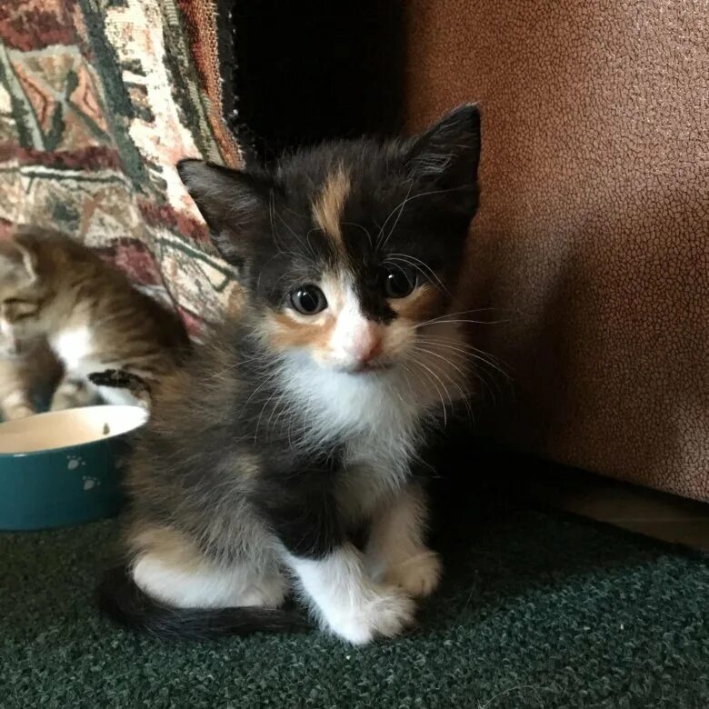 красивые породистые котята в добрые руки. взять кошку котенка спб. котята в добрые руки санкт-петербург. авито котята. породистые котята мальчики.