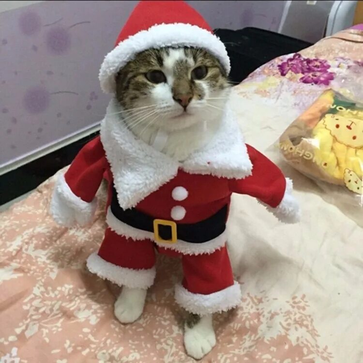 Коте дед мороз. Котики в новогодних костюмах. новогодняя одежда для кота. кот в костюме деда мороза. кот в костюме санты.