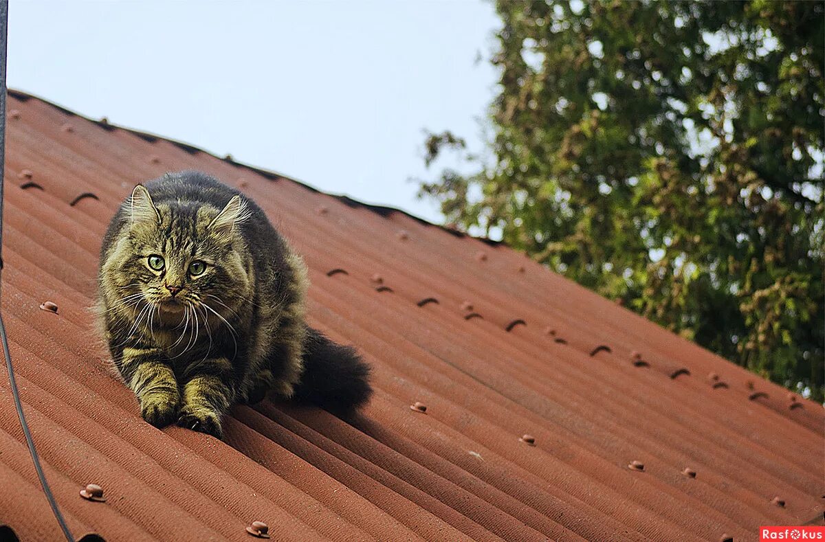 сибирская кошка на крыши. кот под крышей. кот на черепичной крыше. кот гуляет по крыше. коты под крышей.