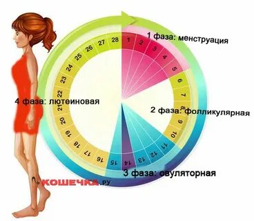 Можно ли похудеть во время месячных