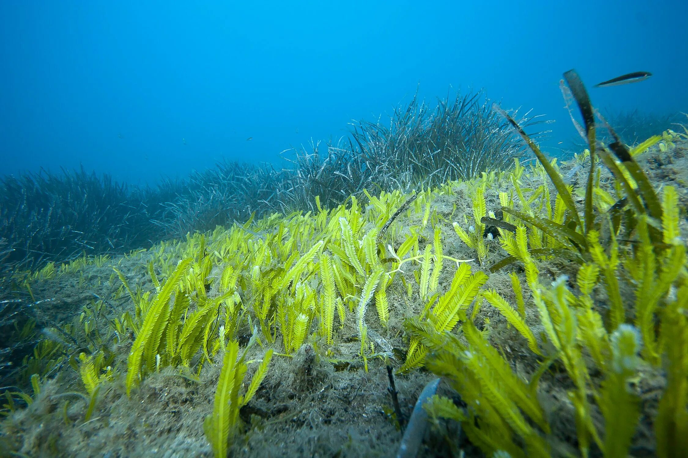 Диатомовые водоросли Тихого океана. Морская водоросль каулерпа. Водоросли чука в природе. Водоросль каулерпа чёрное море.
