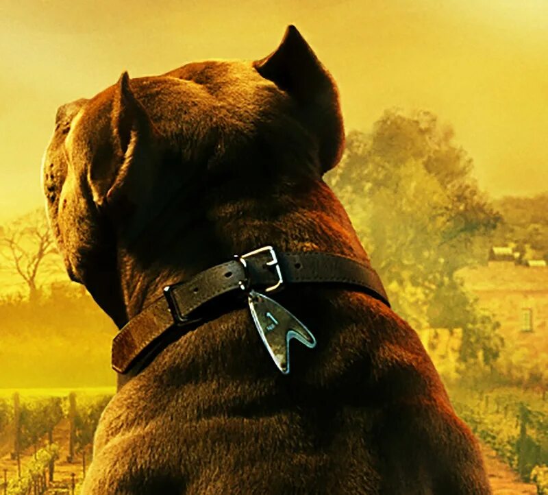 Собака из том 2. Пес из мультика вверх. Том и джерри пёс спайк. Раскраски пса из тома и джерри. Спайк из тома и джерри.