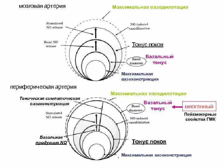 Мышечный торс. Регуляция сосудистого тонуса физиология. Сосудистый тонус его компоненты и механизмы формирования. Механизмы регуляции тонуса сосудов. Гипертонус мышц.
