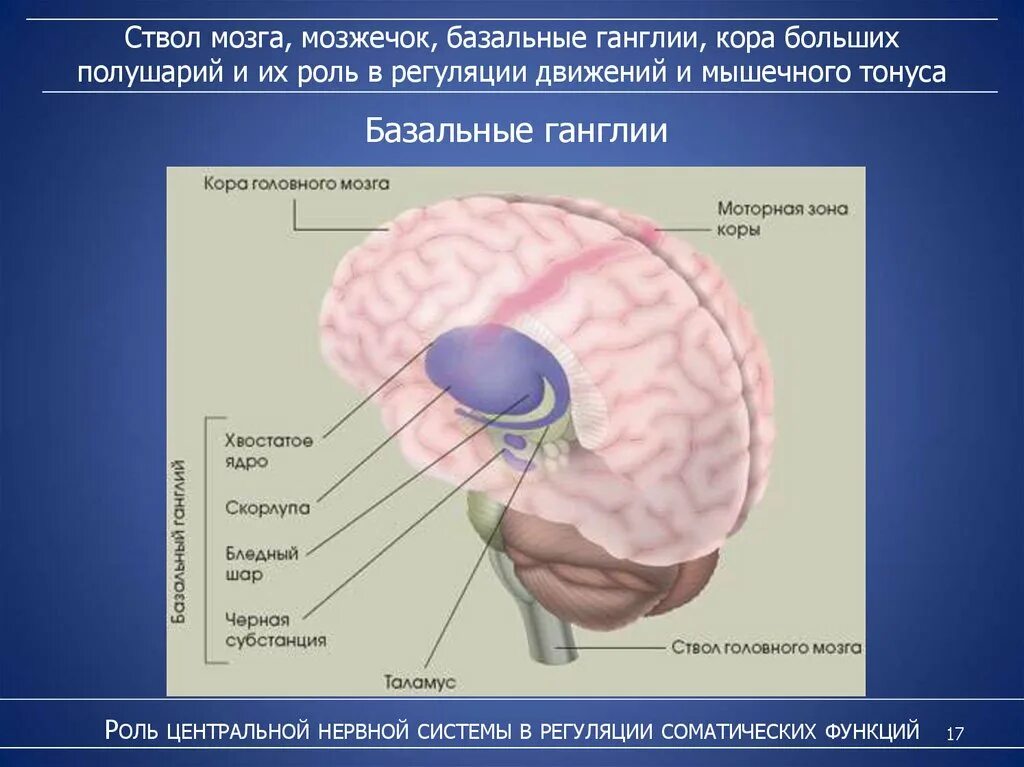 Ядра мозга образованы. Строение головного мозга базальные ганглии. Базальные ядра мозга строение. Функции экстрапирамидной системы мозга. Строение базальных ядер головного мозга.